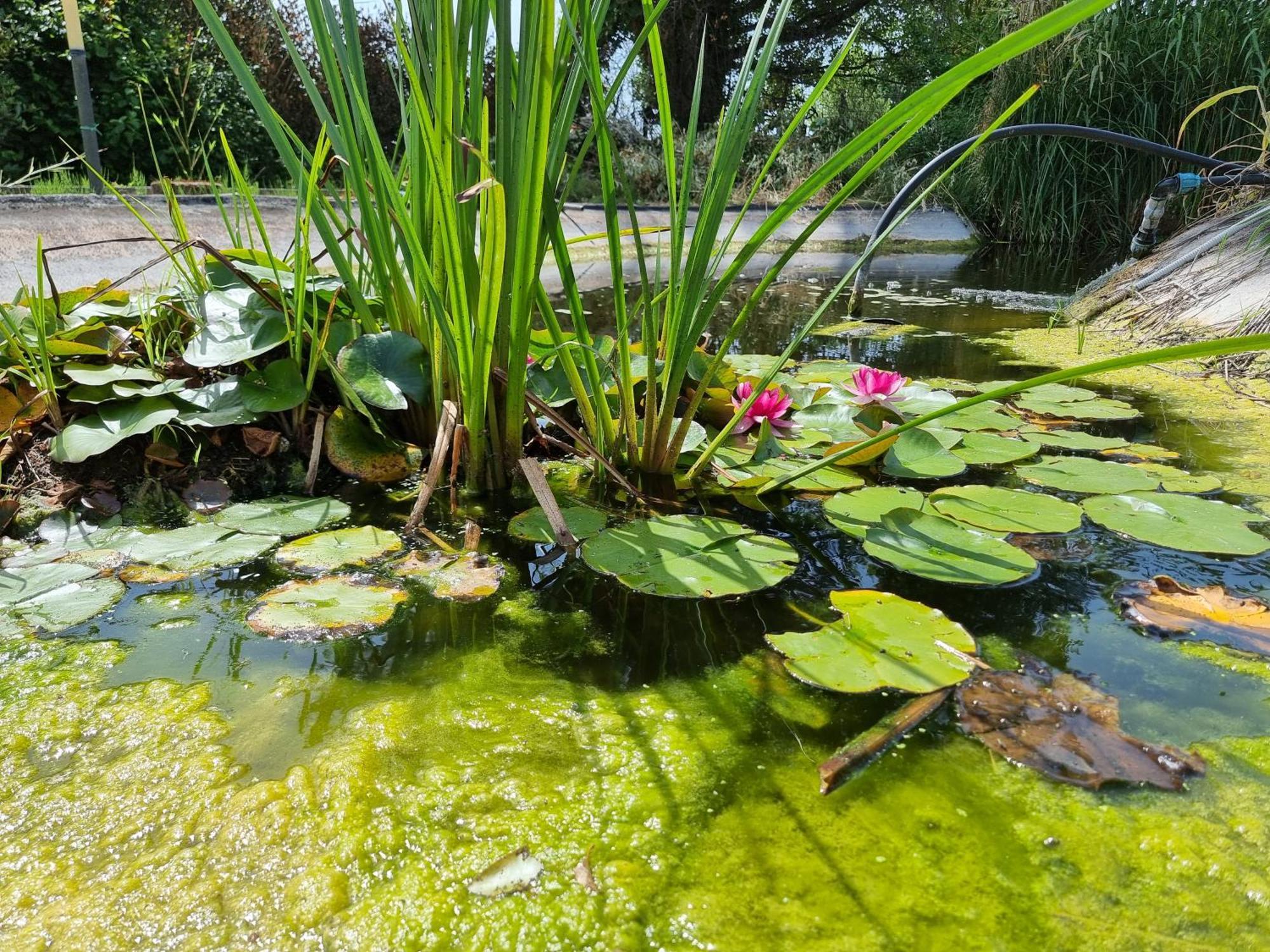 Piscina Privata Tiger Home, Toscana Capannori Kültér fotó